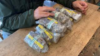 How to store clingfilm wrapped Dahlia tubers [upl. by Shantha612]