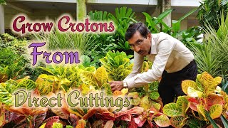 Grow Crotons directly from Cuttings Easily without using Rooting Hormone [upl. by Namolos]