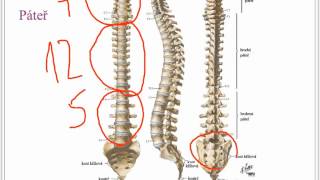 Kosterní soustava [upl. by Mindi]
