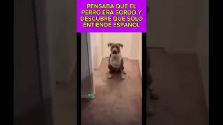 Pensaba que el perro era sordo y descubre algo humor funny dogs comedia perros [upl. by Alaham972]