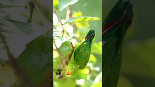 Kulasisi Philippine hanging Parrot 🦜 [upl. by Valeda]