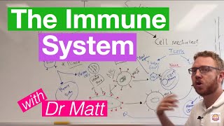 The Immune System Overview [upl. by Enneles]