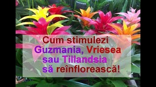 Cum stimulezi reinflorirea la Guzmania Vriesea Tillandsia și Aechmea [upl. by Aleacin163]