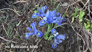 Dwarf Iris Iris reticulata Alida  Bulbs for Fall Planting [upl. by Enelrak249]