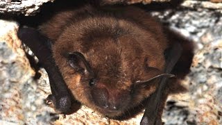 How to control bats in and around the house [upl. by Cyndie568]