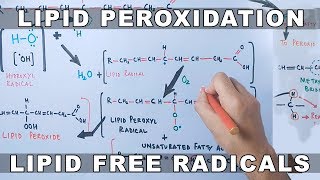 Mechanism of Lipid Peroxidation [upl. by Viddah956]