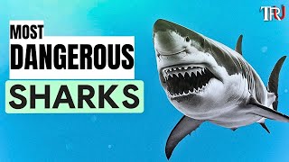 3 MOST DANGEROUS SHARKS IN THE WORLD [upl. by Ettenel906]