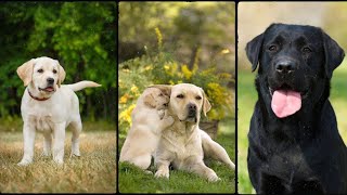 All about US Favorite Dog Breed Labrador Retrievers [upl. by Johnstone]