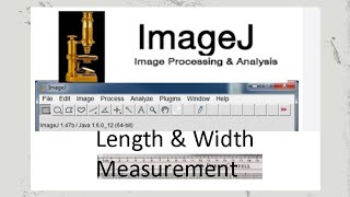 Image J length and width measurement tool [upl. by Abagael]