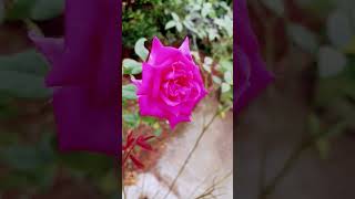 The Most Beautiful Flower and Its Tragic Story rosegarden [upl. by Stacey137]