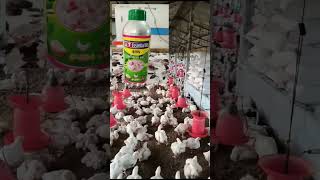 Day 32 poultry farm complete information chickenpoultryfarmingfarmingchickenfarm [upl. by Nakashima335]