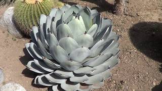 AGAVE GALLERY Agave Parryi var Truncata  Up Close [upl. by Gnagflow859]