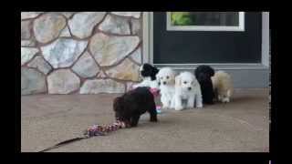 Miniature Schnoodle Puppies For Sale [upl. by Cayla]