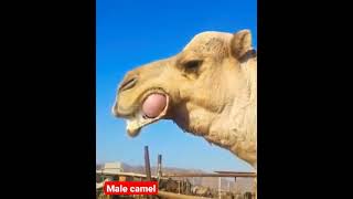 Male camel awr qooqan Geel [upl. by Narhet906]