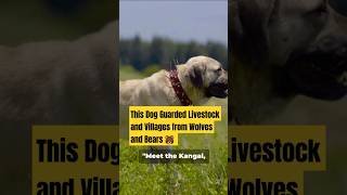 Kangal Dog Over 700 PSI of Pure Power [upl. by Yadrahc]