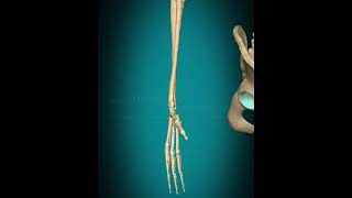 3d animation of carpal jointflexionextensionbiology viralshort [upl. by Studley331]