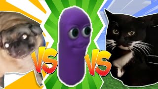 Pug Vibing VS Beanos VS Maxwell The Cat [upl. by Atiral]