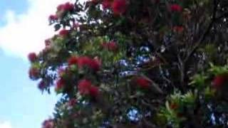 Tuis in Pohutukawa Tree Kapiti Island [upl. by Perzan]