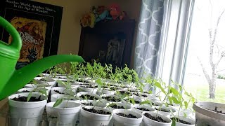 How i fix leggy seedlings and mold on seed starts [upl. by Inajna]