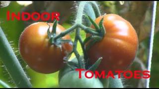 Indoor Tomato Clone Update amp Hydroponic Tomato Update March 31 2011 [upl. by Ardiek]