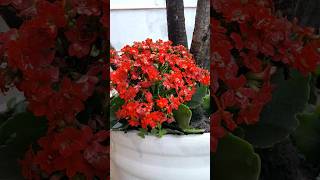 Kalanchoe flores nature insects fazendaserrote [upl. by Kitty]