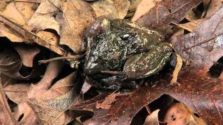 Frozen Wood Frog [upl. by Darcie658]