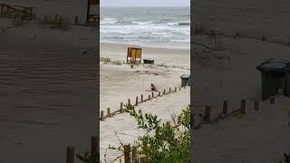 Fox at the Baltic Sea beach [upl. by Brothers604]