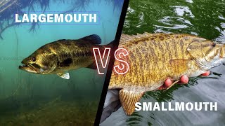 The Great Debate Largemouth Vs Smallmouth Bass Fishing and how to catch more [upl. by Maurer]