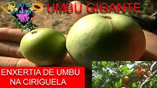 Umbu Gigante Como exertar Na Seriguela CultivodePlantas [upl. by Liss]