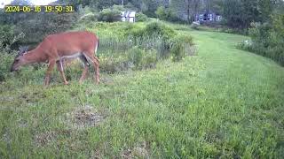 Deer canoodling by the pond [upl. by Anne-Corinne951]