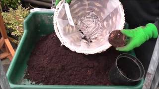 Planting Begonia Corms [upl. by Sanders]