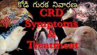 కోడి గురక నివారణ CRD Symptoms amp Treatment 💯 Recovery [upl. by Siuoleoj35]