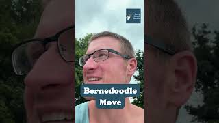 Bernedoodle Move dogdad bernedoodle dogsoftiktok bernedoodlesoftiktok funnydog [upl. by Teufert]