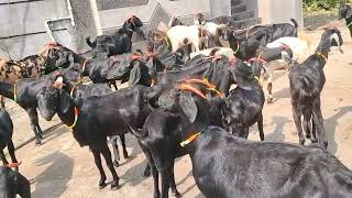 Osmanabadi goat for sell9561852106 [upl. by Namra163]