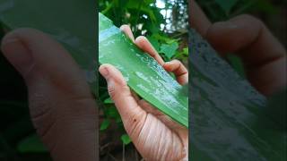 Aloe Vera for weight loss harvest nature satisfying [upl. by Asilad565]