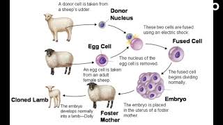 The Legacy of Dolly the Sheep How One Cloned Animal Changed the World [upl. by Anieral786]