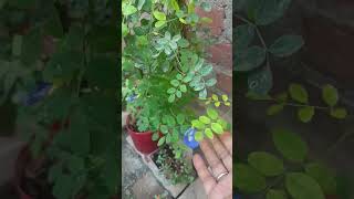 Aparajita ke paudhe mein paye dher sare phoolgarden backyardgarden viral video [upl. by Azarria493]