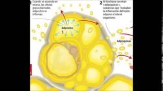 fisiopatologia obesidad [upl. by Slavic417]