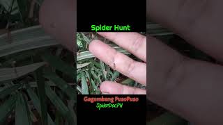 SPIDER HUNT Gagambang PUSOPUSO Cyrtophora unicolor Red Tent Spider spiderdoc [upl. by Aeniah]