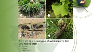 The Differences Between Gymnosperm and Angiosperm [upl. by Opal647]