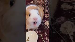 Hamster sound ❤🥰 viral asmr [upl. by Fidele]