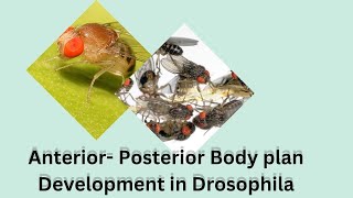 Anterior  Posterior Body Plan Development in Drosophila  MSc Zoo  SEM 3  Dr RaniSDharan [upl. by Valerian397]