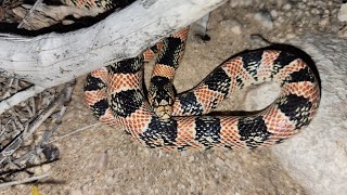 Longnosed Snake Rhinocheilus lecontei [upl. by Woodman]