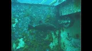 Creating Marine Habitat The Artificial Reef part 1 [upl. by Riatsala]