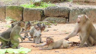 All activities of monkey Sovana during training with wild monkeys amp living in the pagoda [upl. by Nerac]