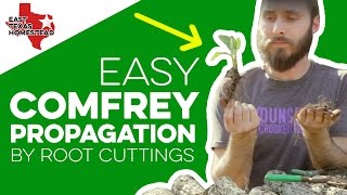 Learn Easy Comfrey Propagation by Root Cuttings  How to Grow Comfrey Cuttings [upl. by Angle]