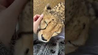 Super cute Cheetah Gerda purring [upl. by Alram]