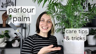 PARLOUR PALM CARE  Chameadorea Elegans Tips amp Tricks [upl. by Alrahs]