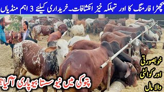 Special OffersTop Beautiful Sahiwal Brahmin Cattle Farm in Pattoki Pakistan [upl. by Bouzoun444]