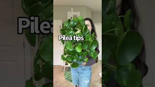 My Pilea Peperomioides Care Tips [upl. by Kaehpos665]